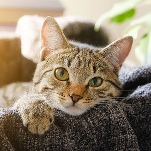 Meet your Posher, Ming